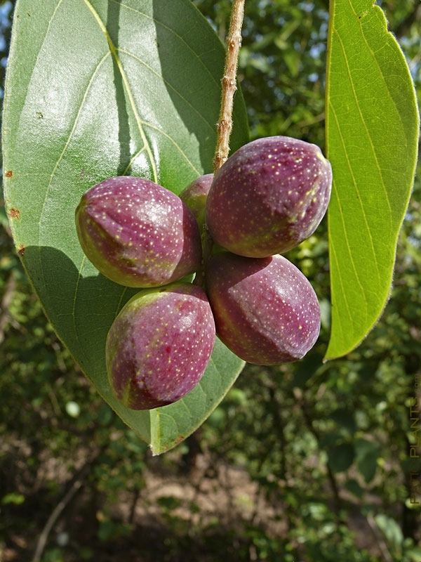 almond tree fruit pictures