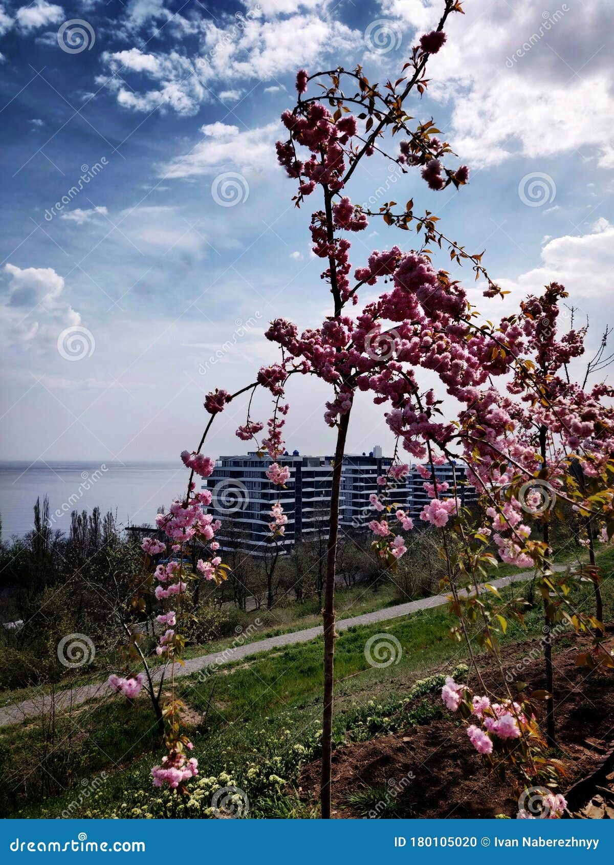 fruit trees in bloom pictures