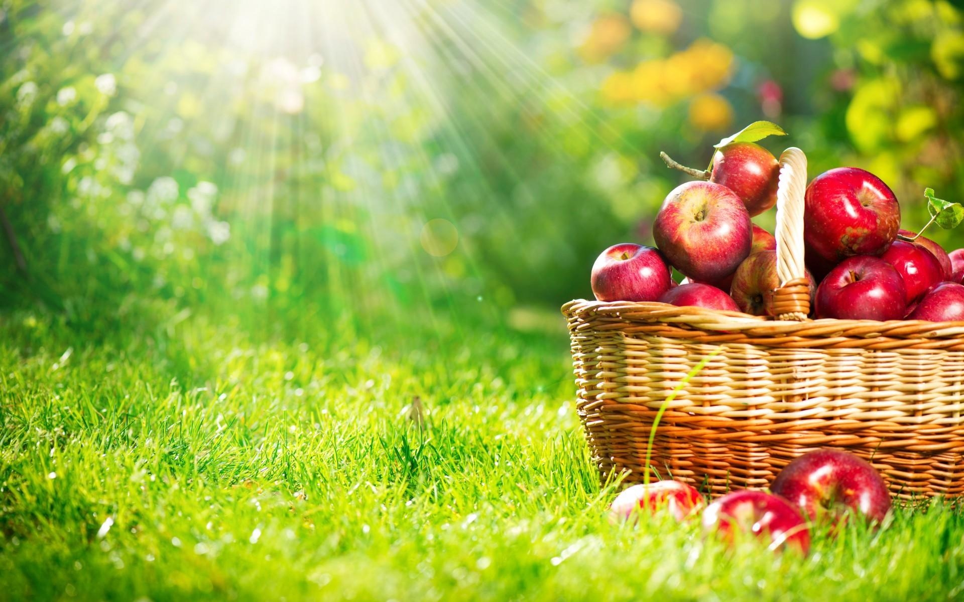 beautiful fruit trees pictures