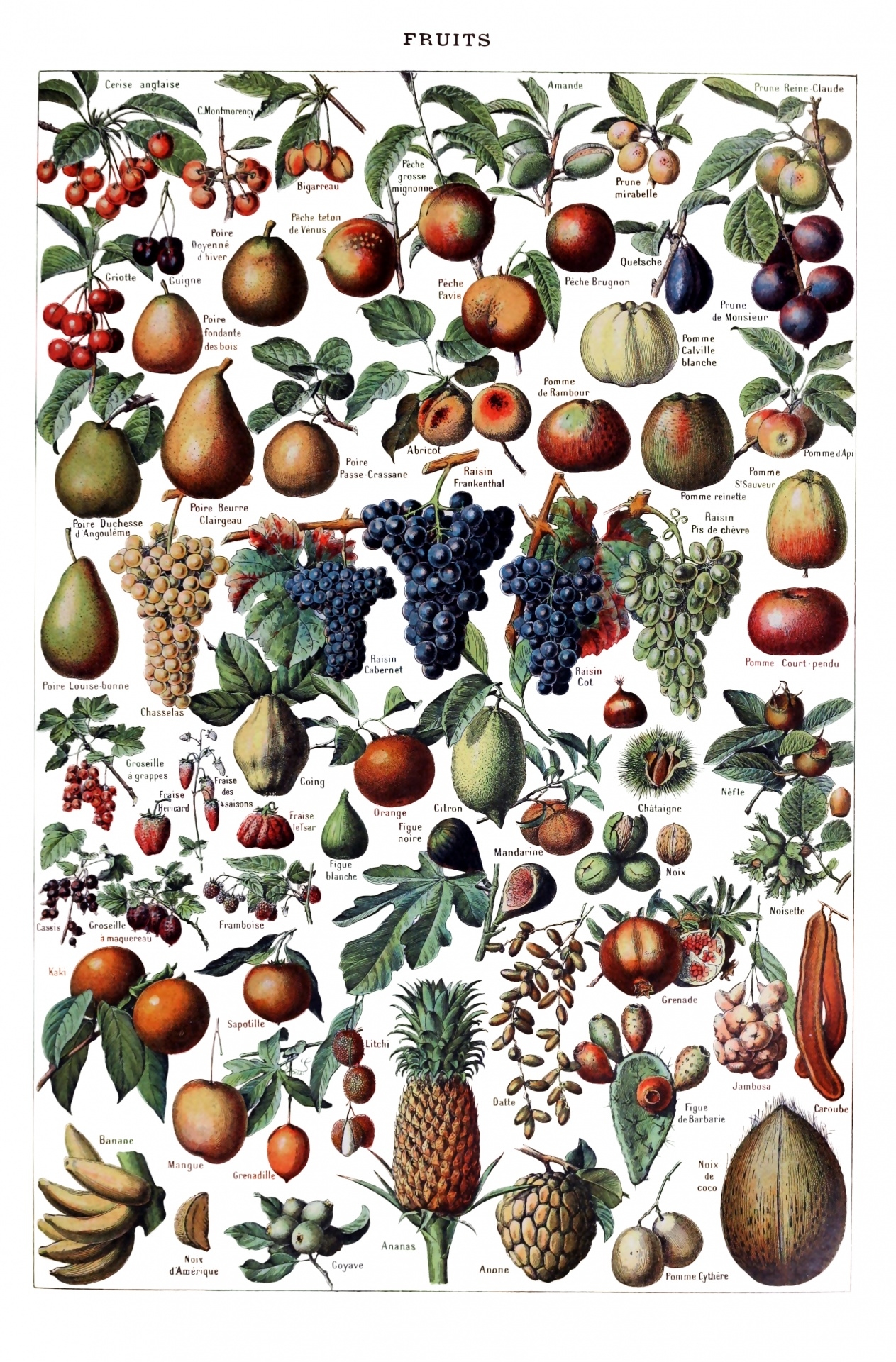 fruit pictures to print