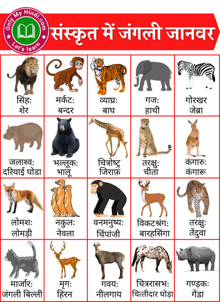 fruits name in sanskrit with picture