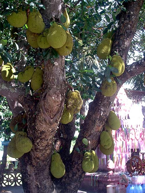 Fruits Of Cambodia