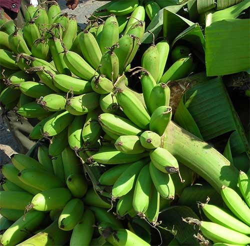 Fruits Of Cambodia