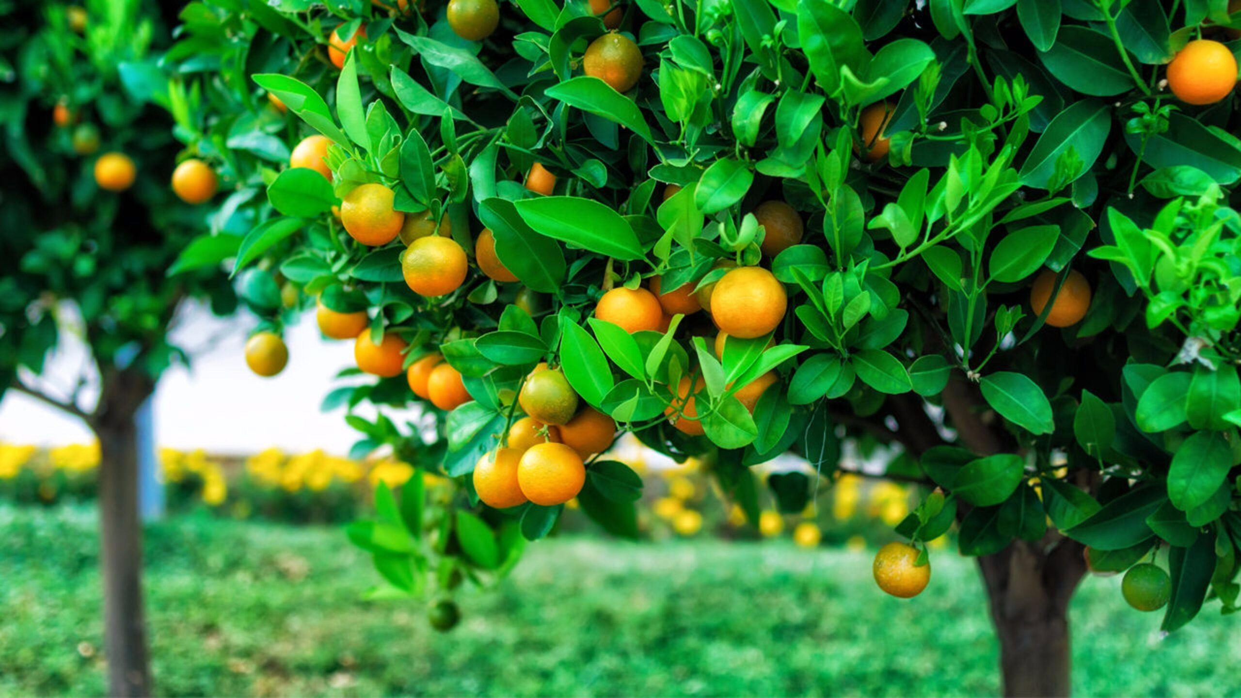 fruits pictures free download