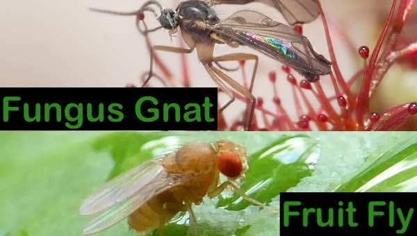 Fungus Gnat Vs Fruit Fly How To Get Rid Of 420 Big Bud