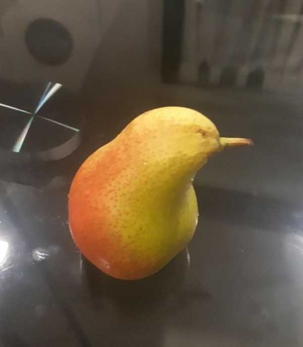 Funny Looking Fruits And Vegetables KLYKER COM