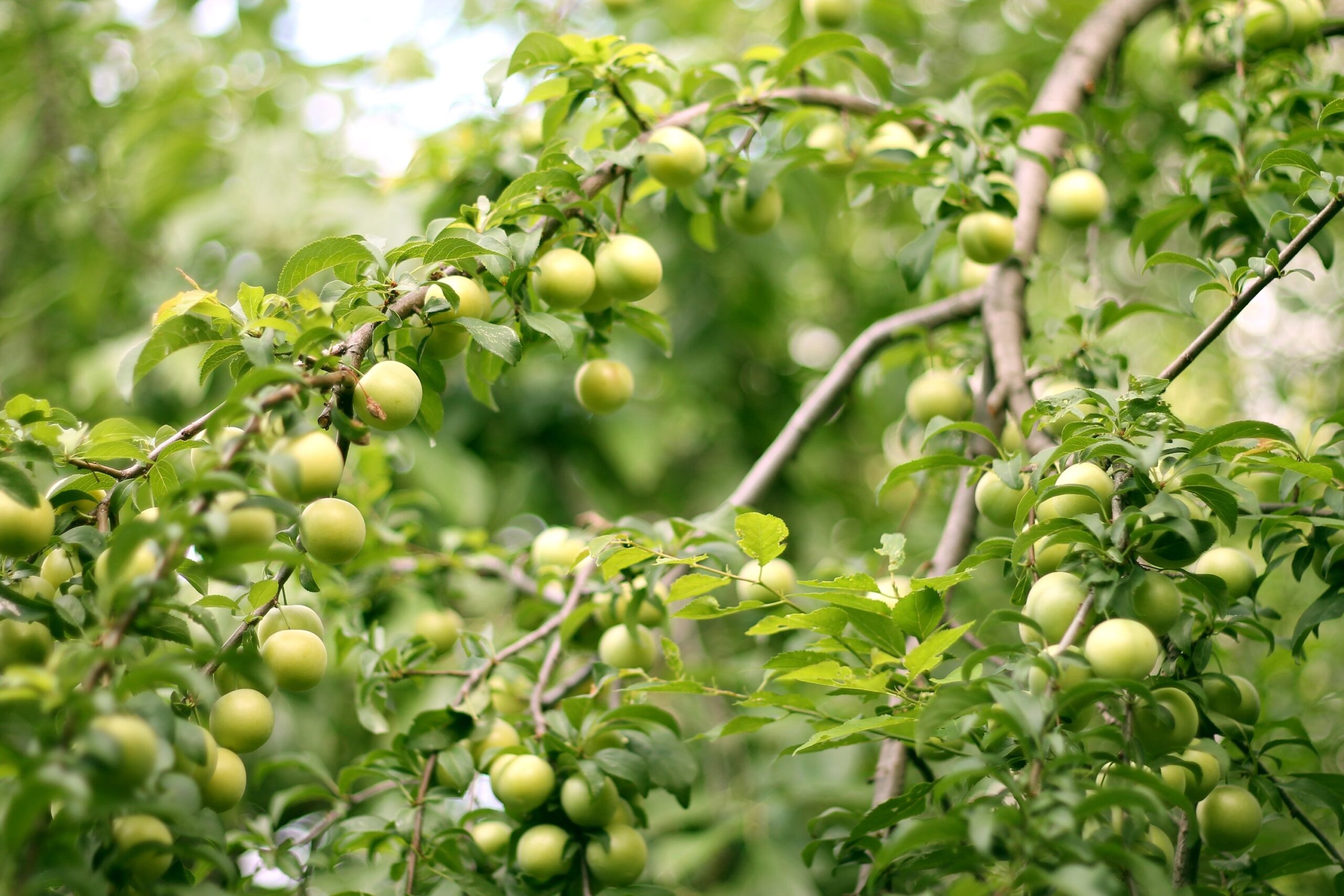 Garden Fruit Tree Leaves Unripe Plum Berries Wallpapers HD 