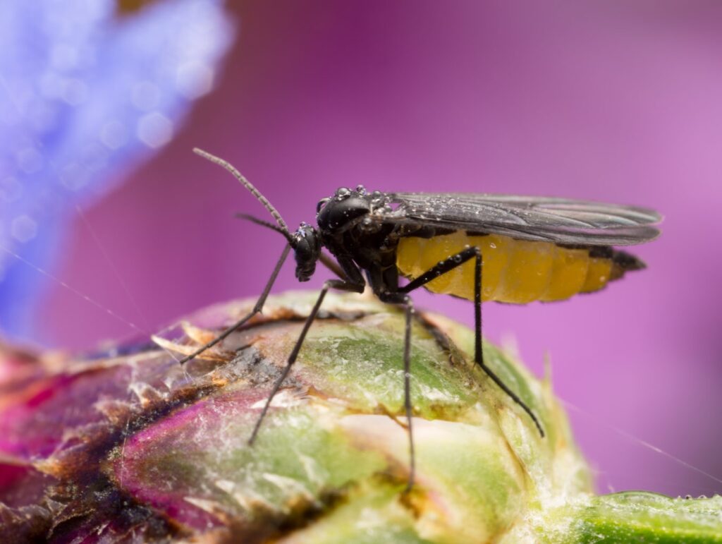Gnats And Fruit Flies