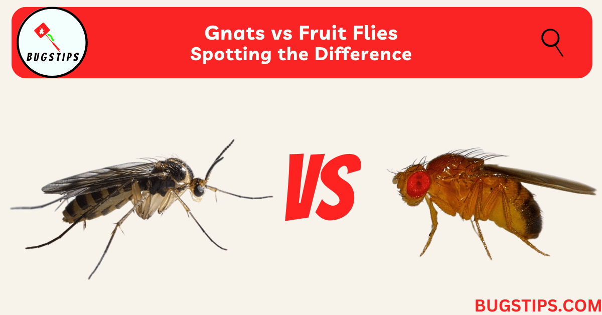 Gnats Vs Fruit Flies Spotting The Difference BugsTips