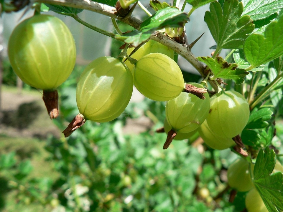 Gooseberry Fruit Bush Free Photo On Pixabay