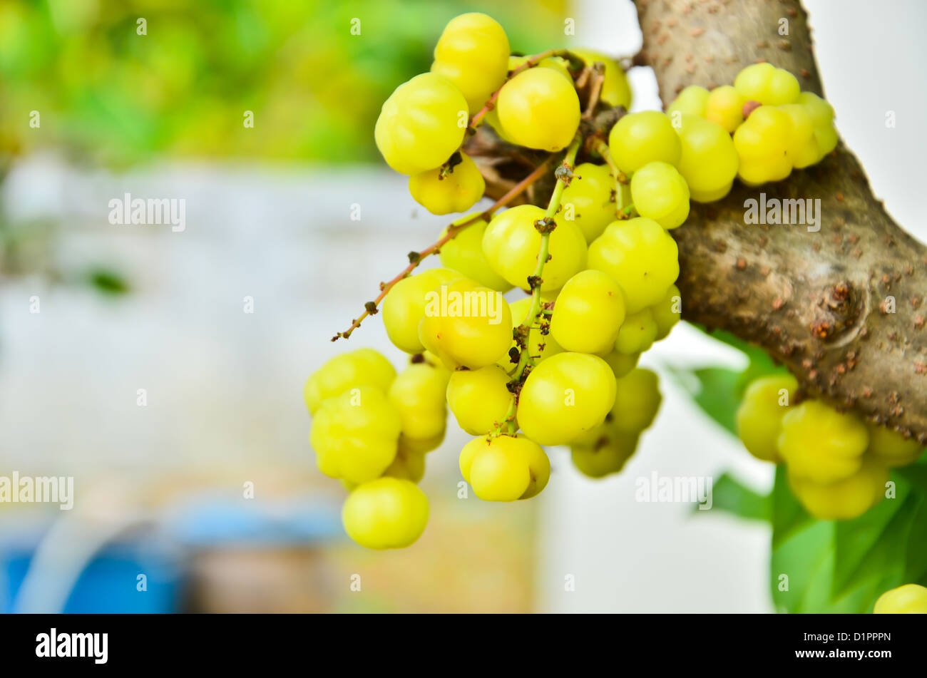 picture of gooseberry fruit