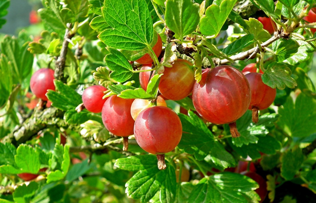Gooseberry Fruit Red Free Photo On Pixabay Pixabay