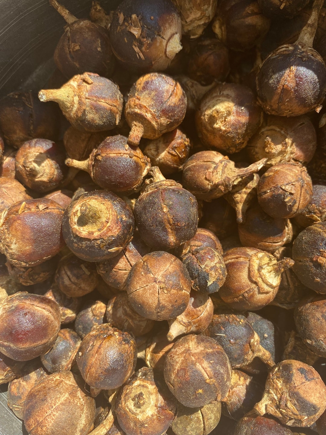 gorontula fruit pictures