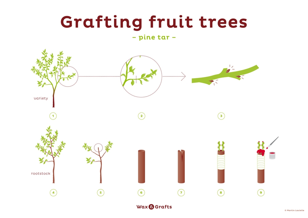 fruit trees pictures