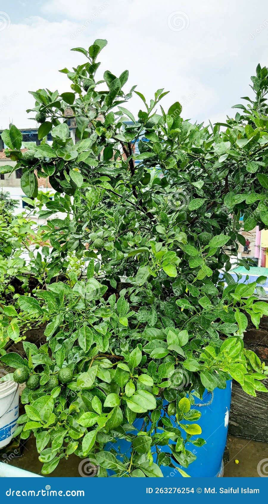 Green Malta Sweet Malta Fruit Plants Orange Tree Stock Photo Image 