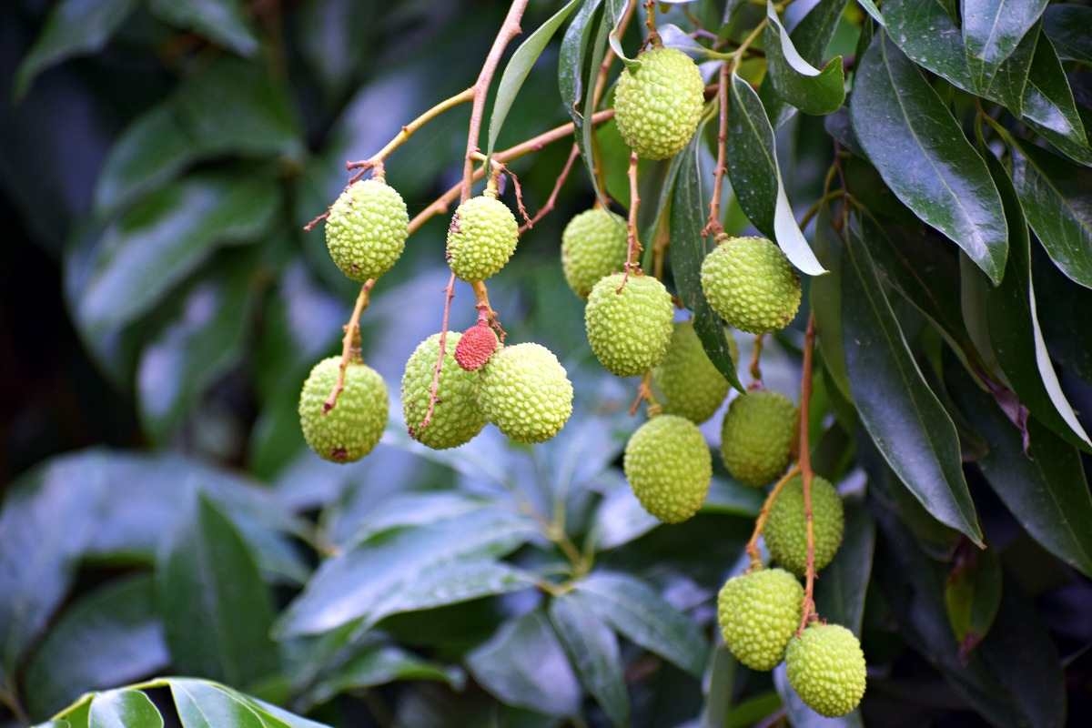 Growing Lychee Fruit Tree