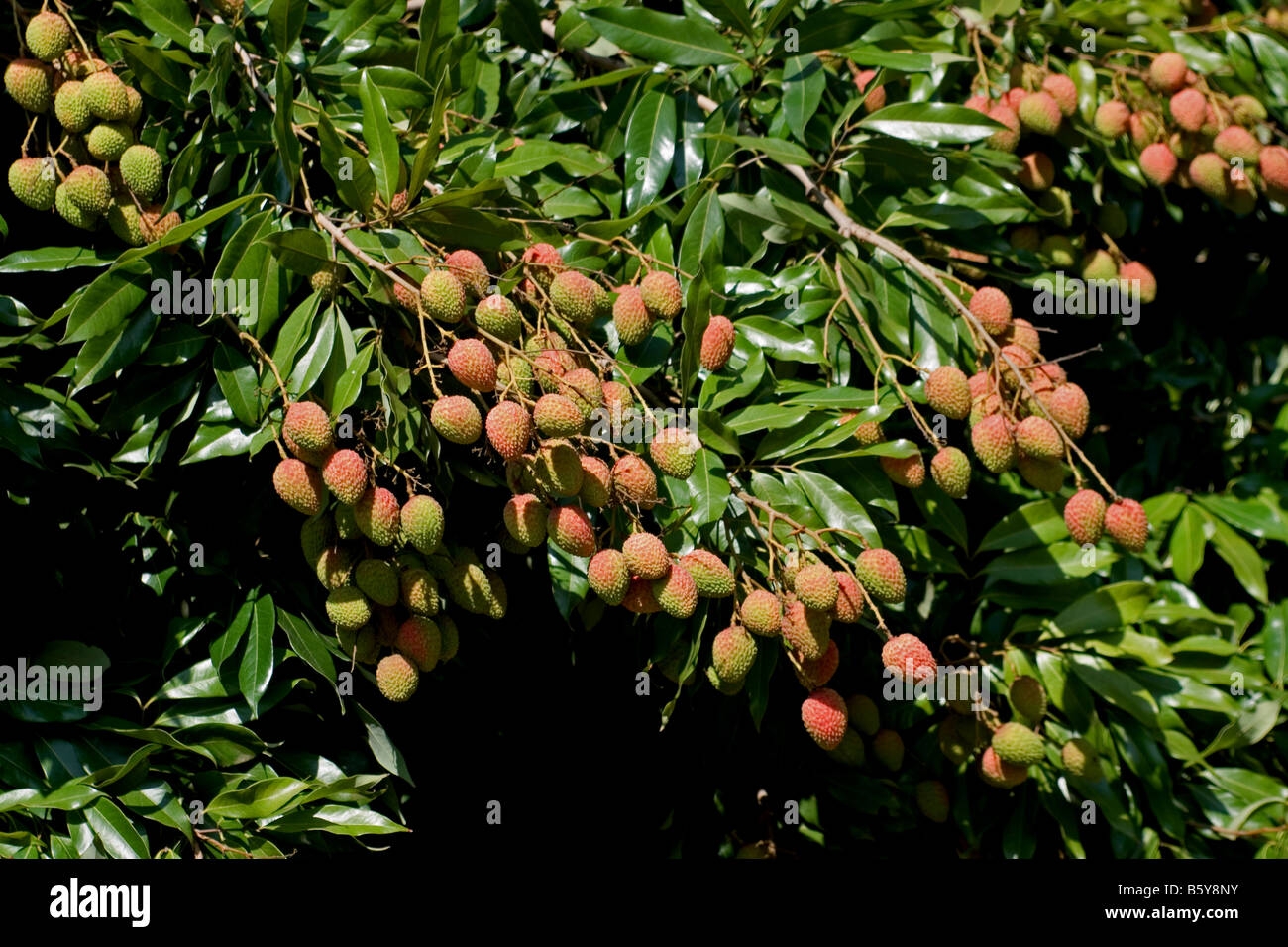 lychee fruit tree pictures