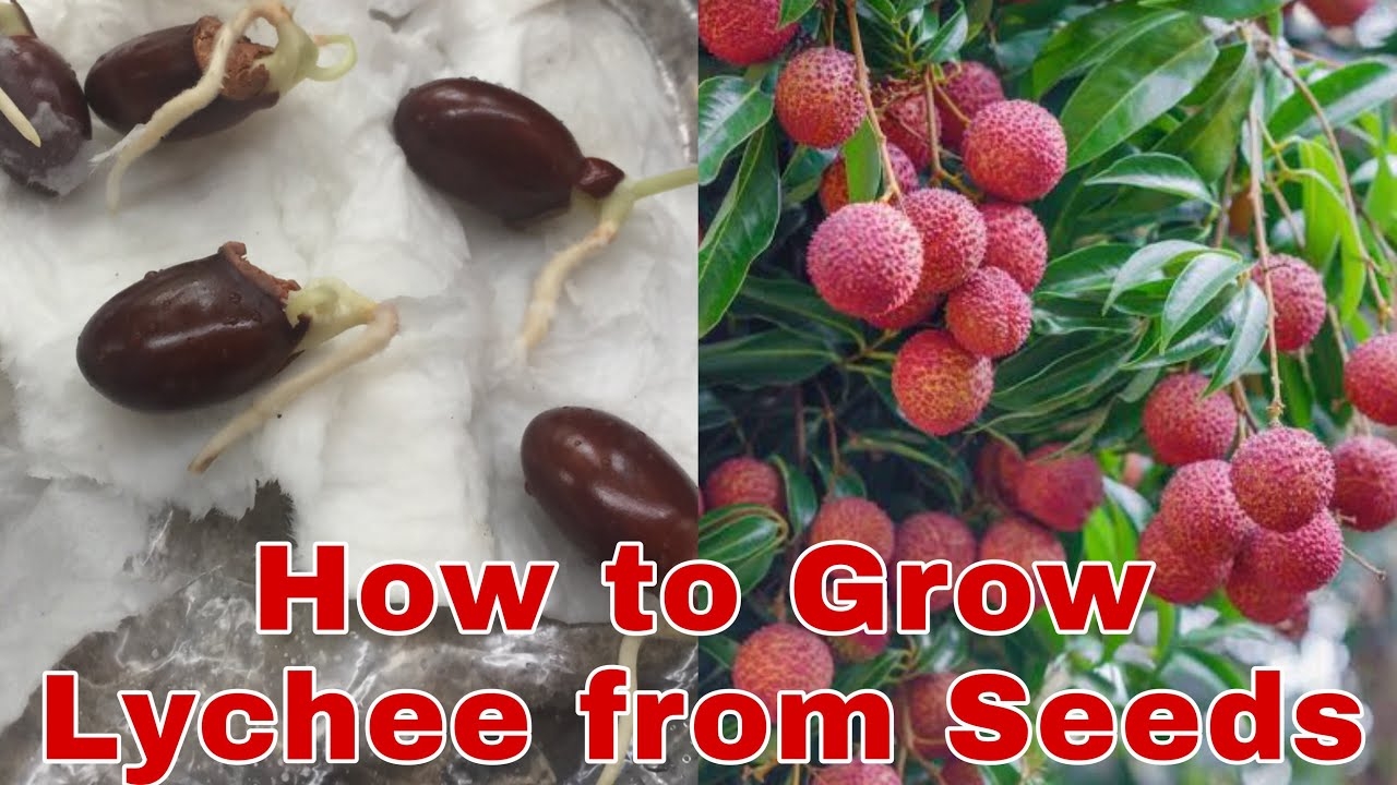 Growing Lychee Fruit Tree