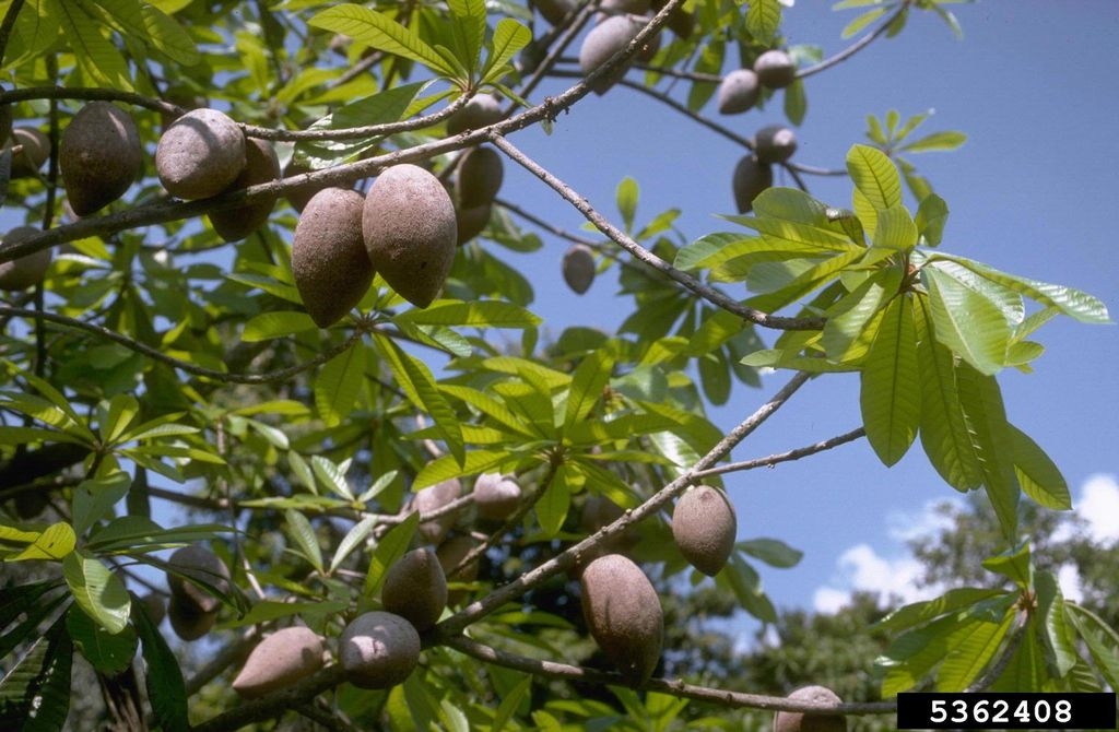 Growing Mamey Fruit Learn About The Care Of Mamey Apples