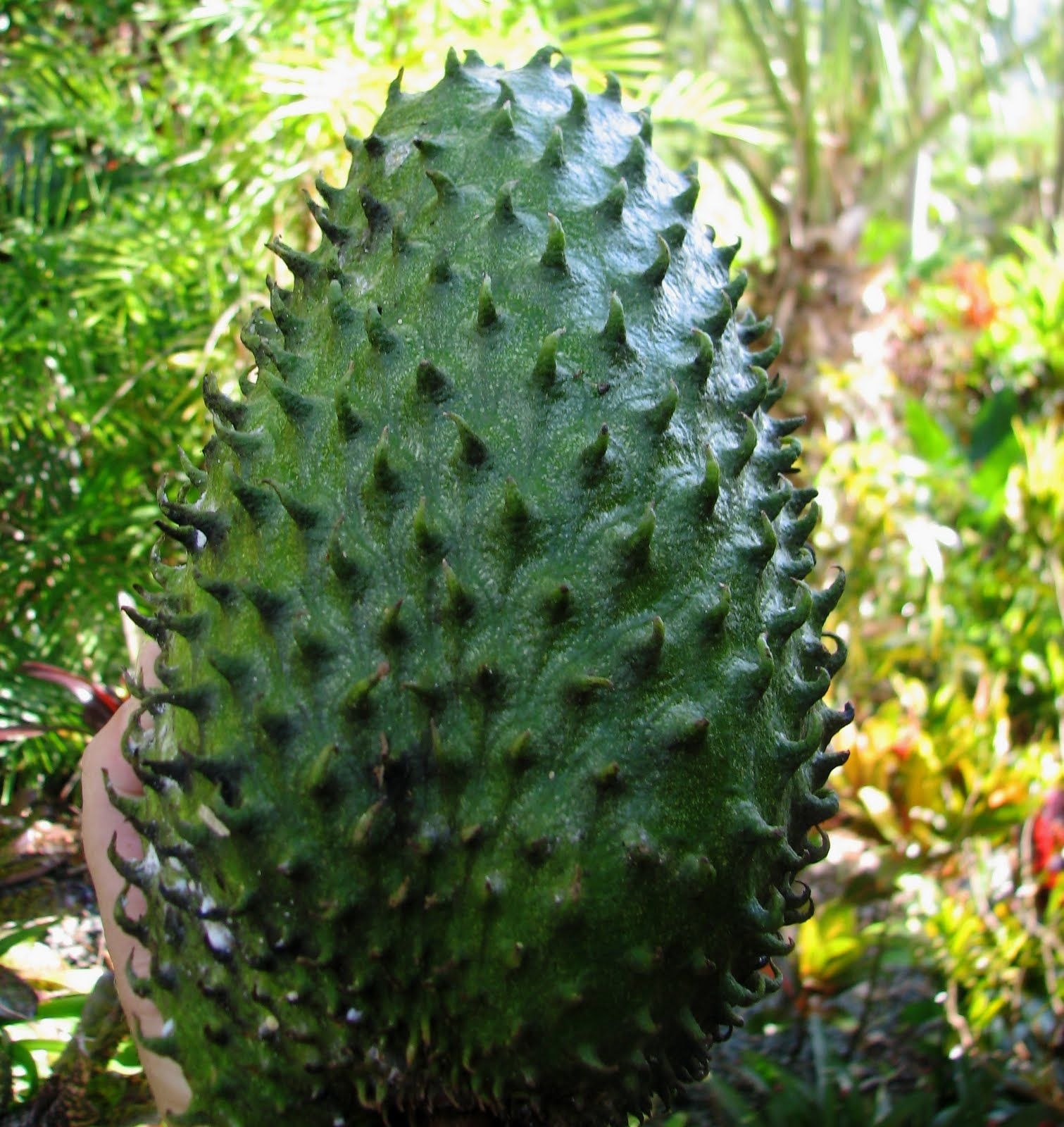 Guanabana Fruit Tere Fruit
