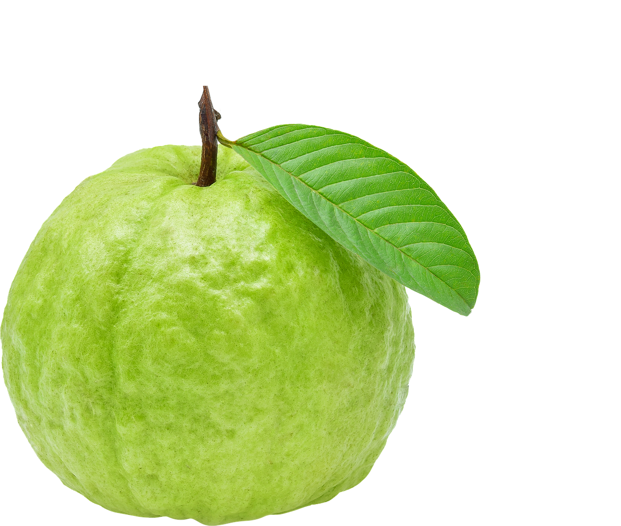 Guava Fruit Green Free Photo On Pixabay Pixabay
