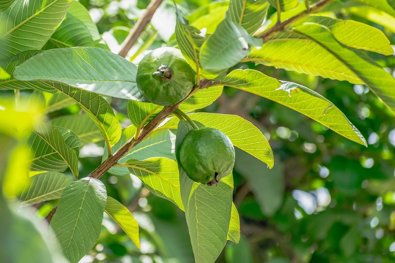 guava fruit tree pictures