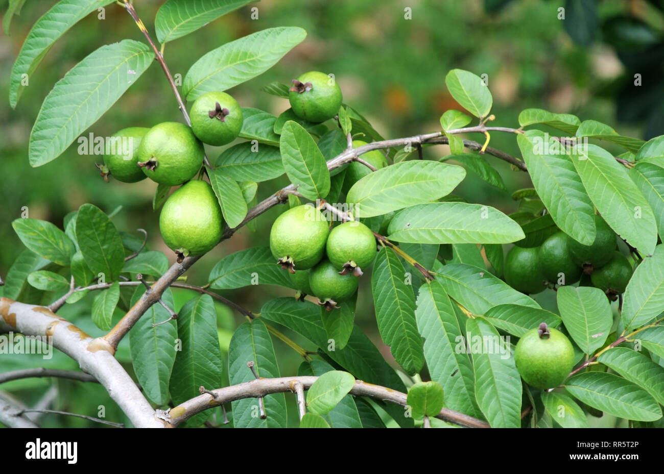 Guava Tree And Guava Fruit Stock Photo Alamy