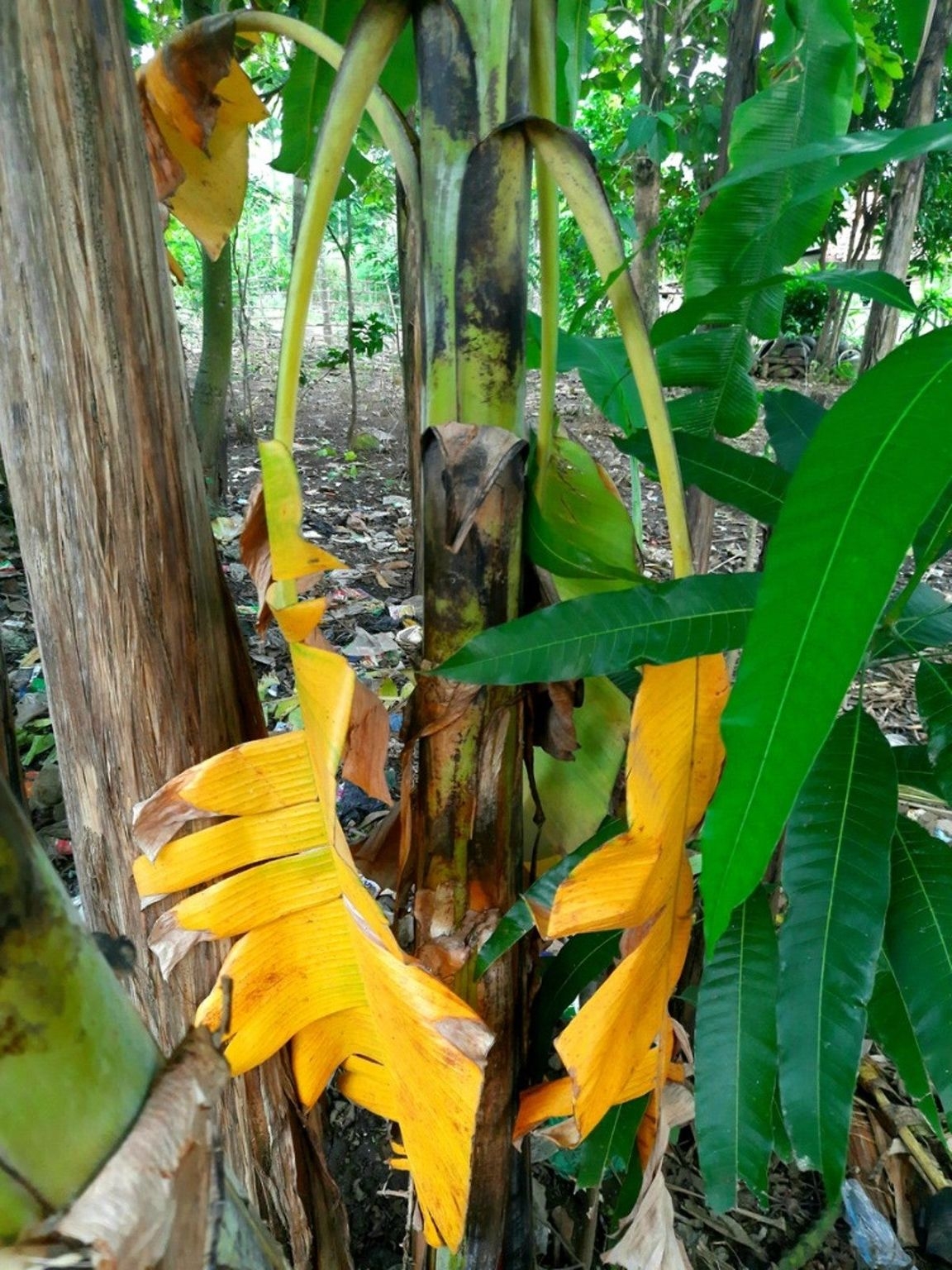 Guide To Banana Pests And Diseases Solving Problems With Banana Plants