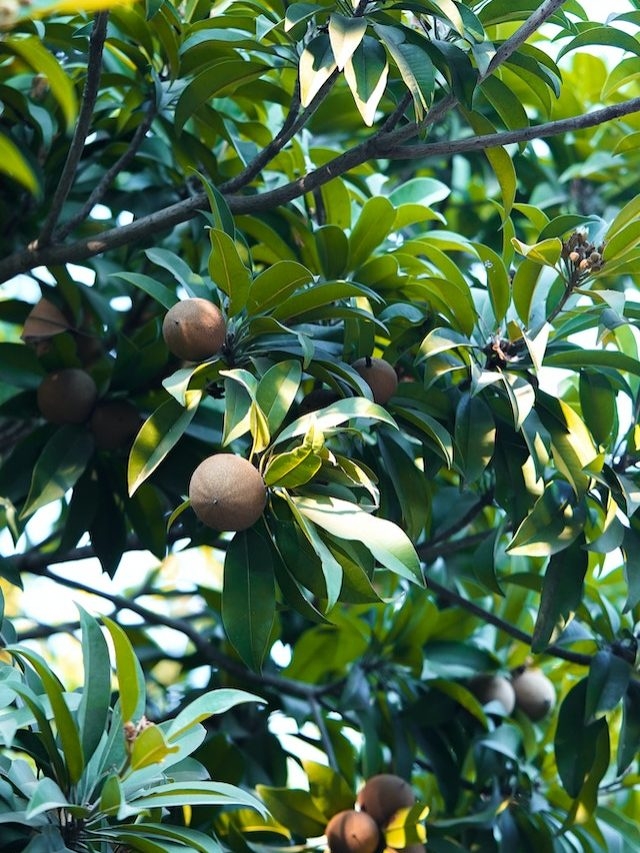 chikoo fruit pictures