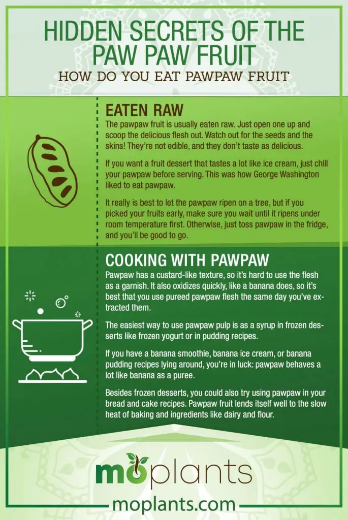 paw paw fruit picture