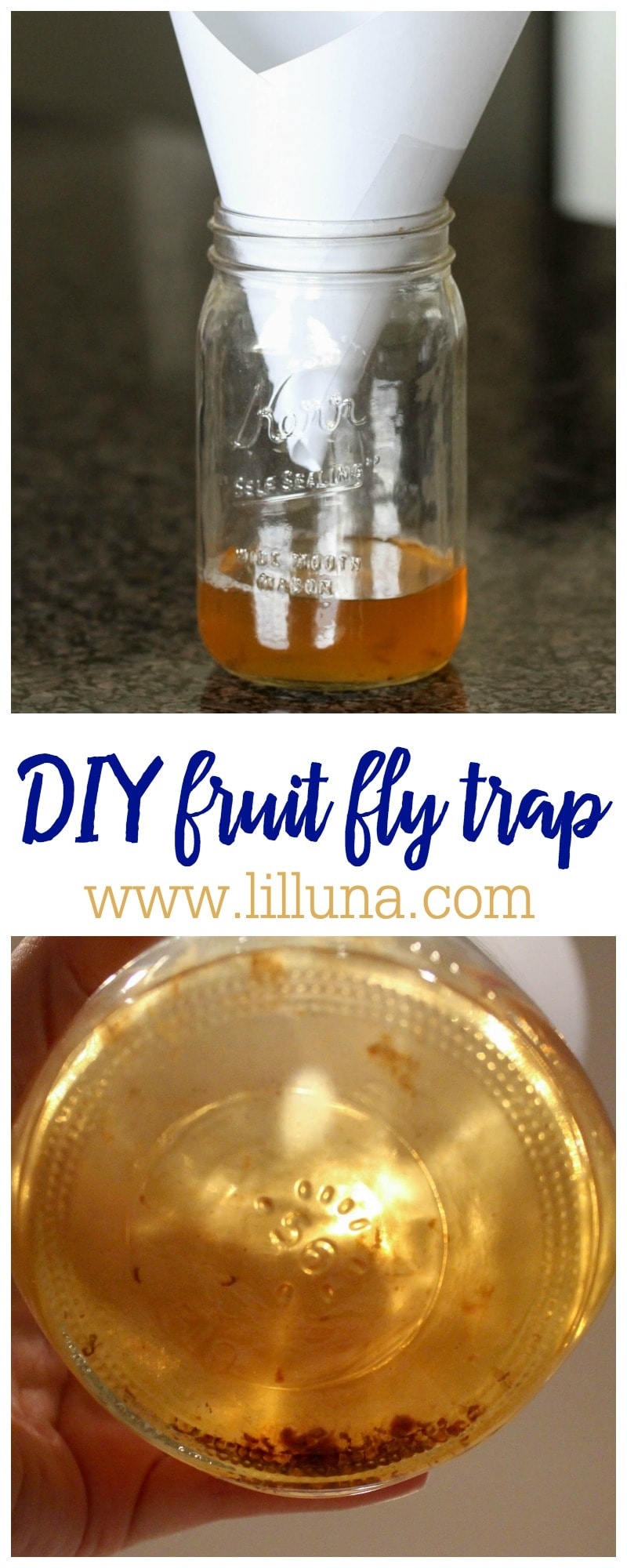 Homemade Fruit Fly Trap How To Get Rid Of Fruit Flies Lil 39 Luna