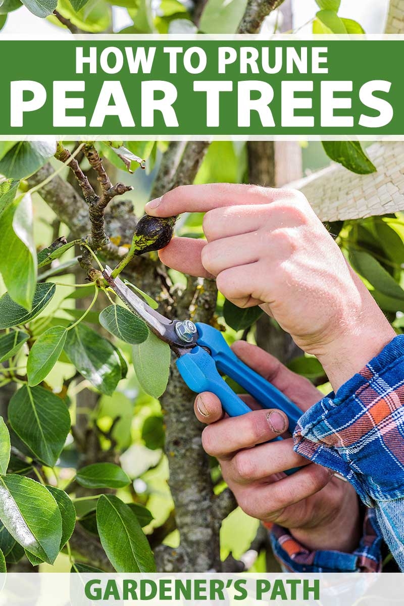 How And When To Prune Pear Trees Gardener s Path