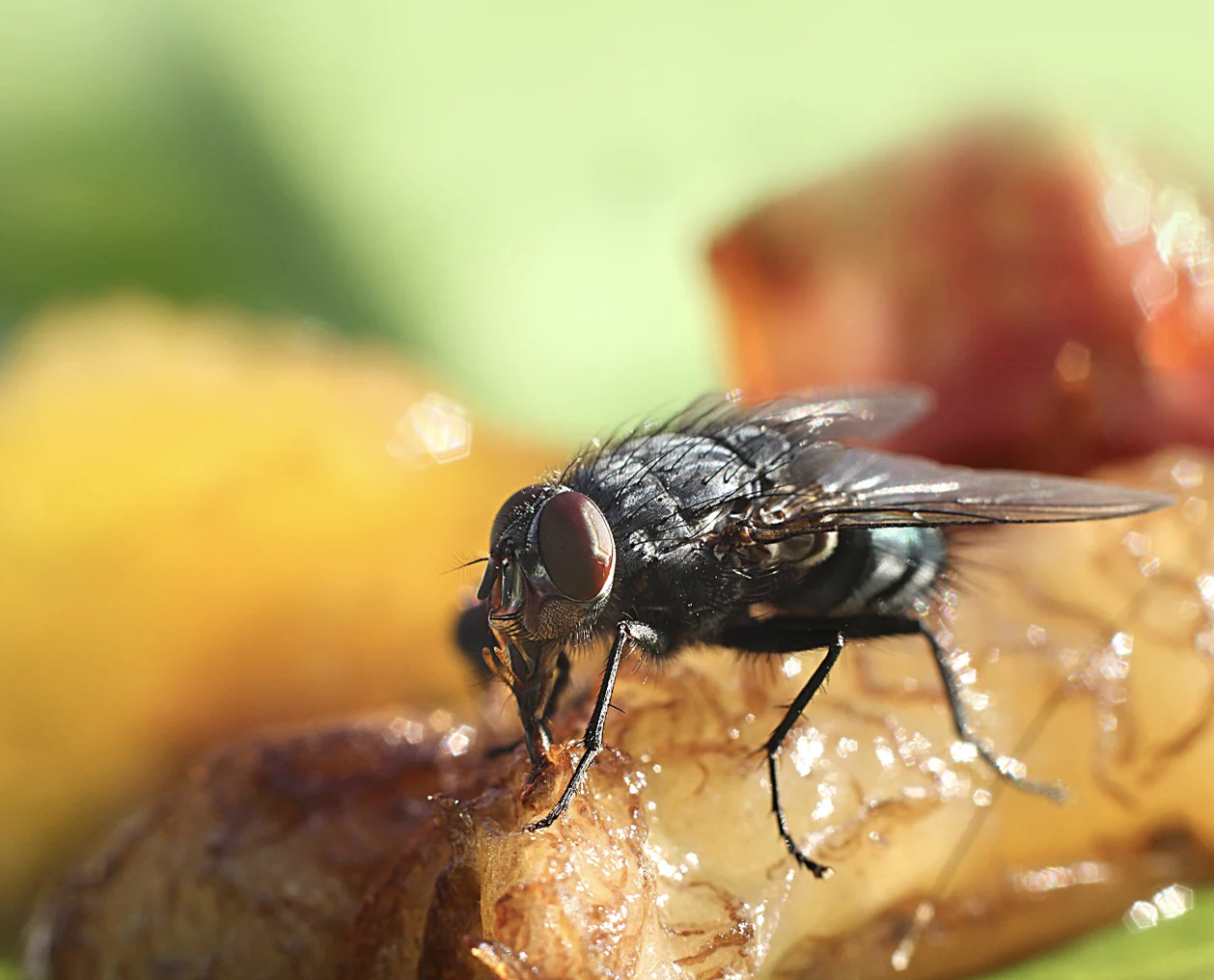 How Quickly Do Fruit Flies Reproduce Fruit Fly BarPro The Number 1 