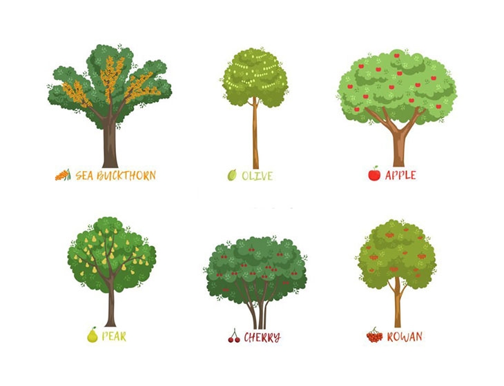 How To Identify Fruit Tree By Leaf With 6 Easy Steps