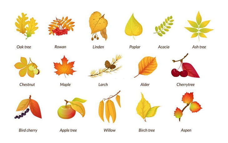 identify fruit tree by picture