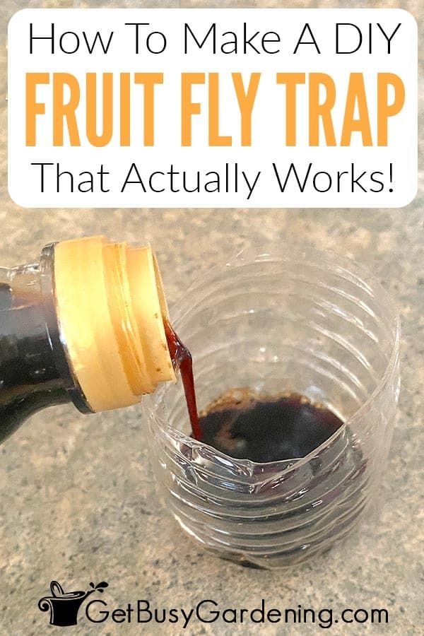 How To Make A Homemade DIY Fruit Fly Trap In 2023 Homemade Fruit Fly