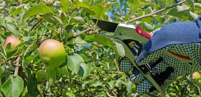 How To Prune Fruit Trees Treescape