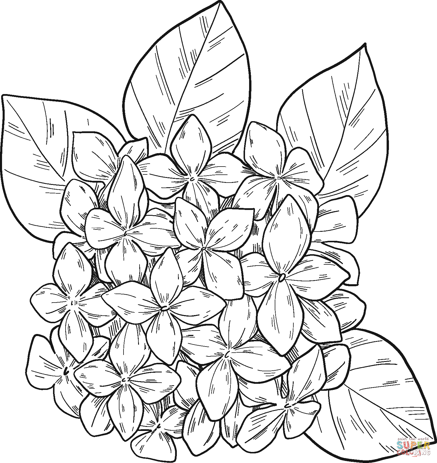 free printable hydrangea pictures