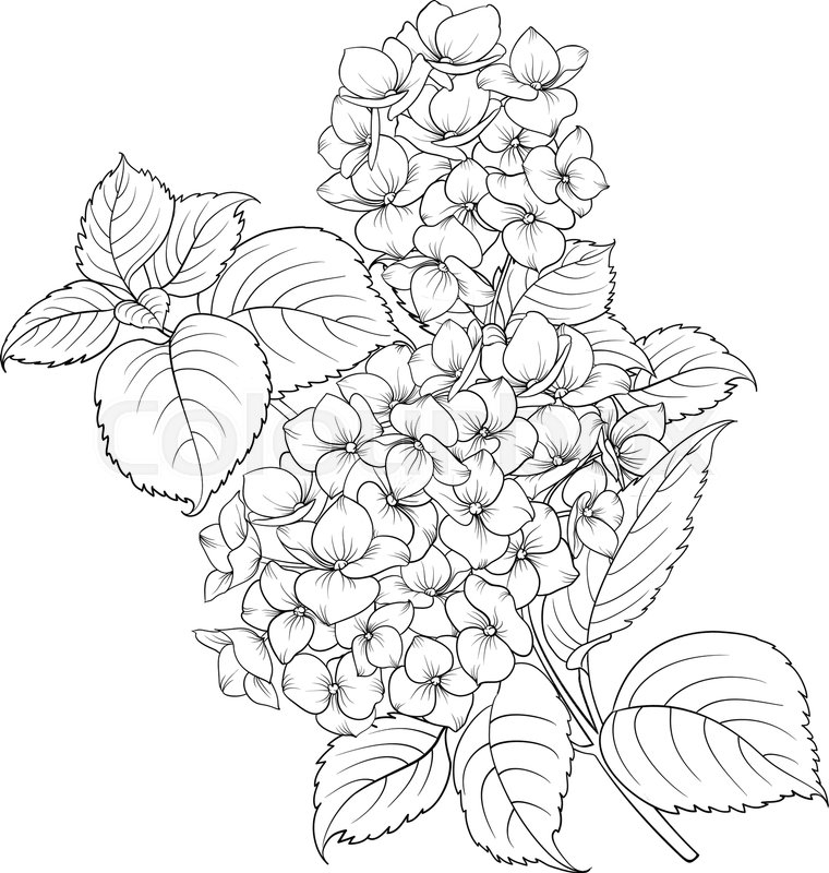 Hydrangea Coloring Pages Coloring Home