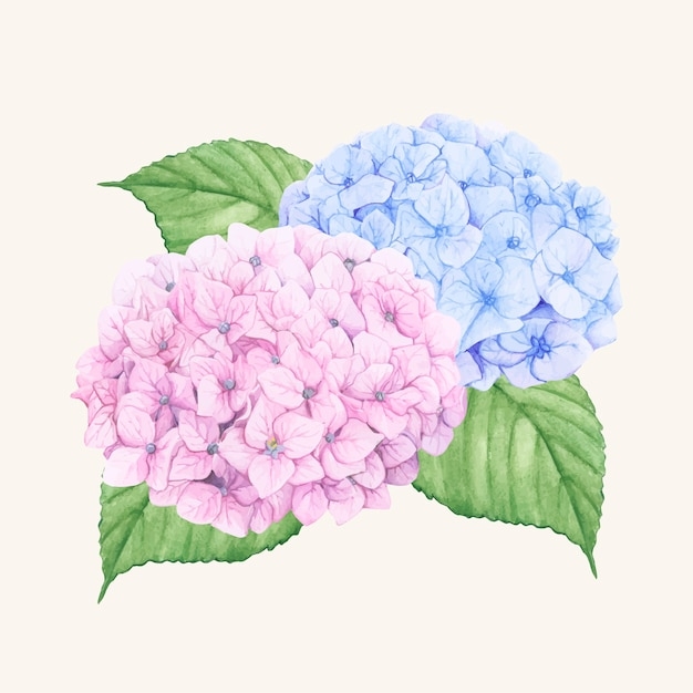 Hydrangea Flowers Vectors Free Vector Graphics Everypixel