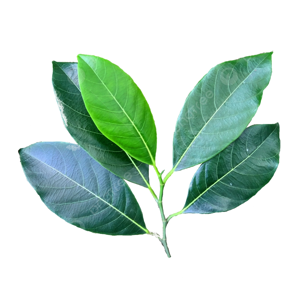 Jack Fruit Leaves Green Garden Tropical PNG Transparent Clipart 