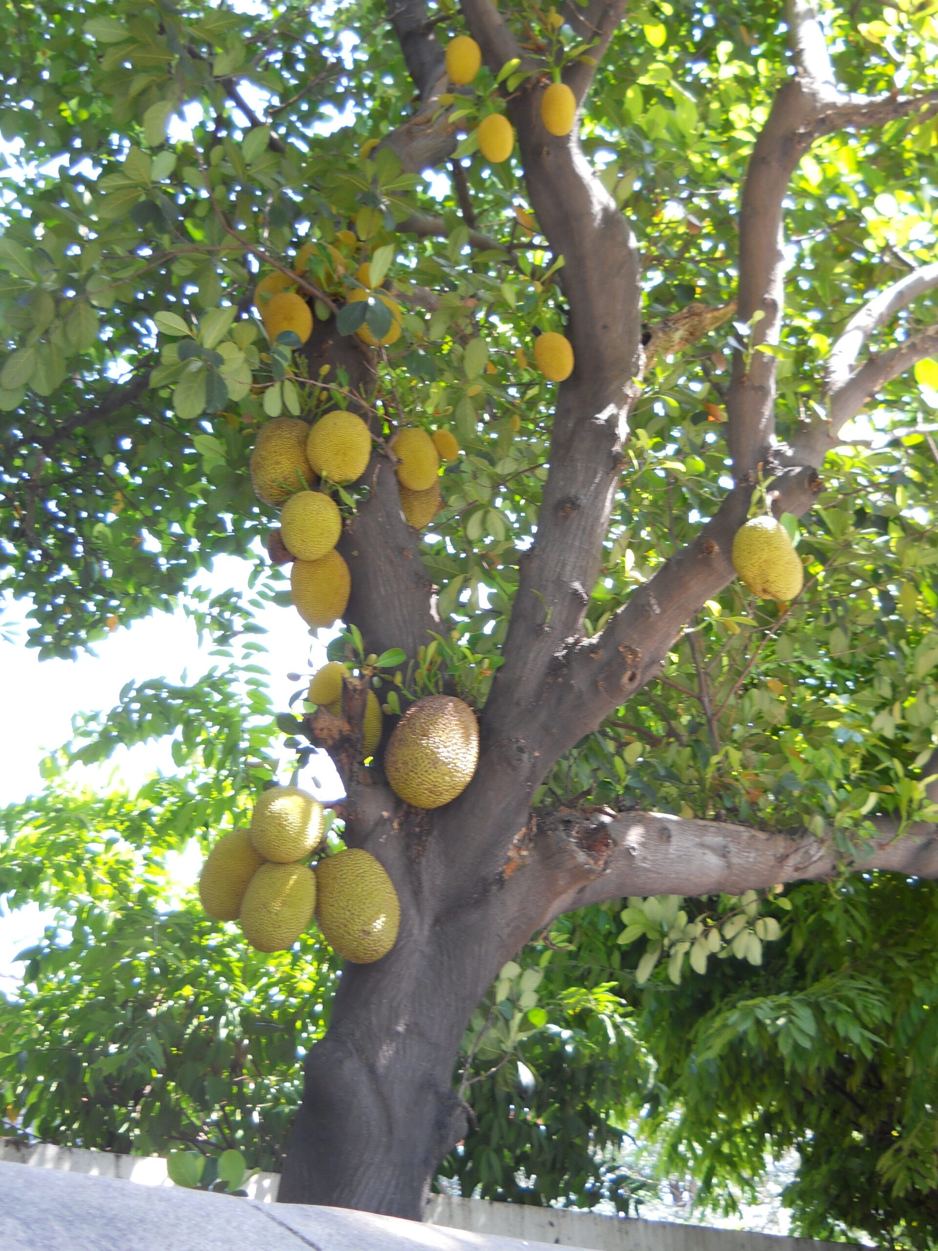 Jack Fruit Tree Clipart Clipground