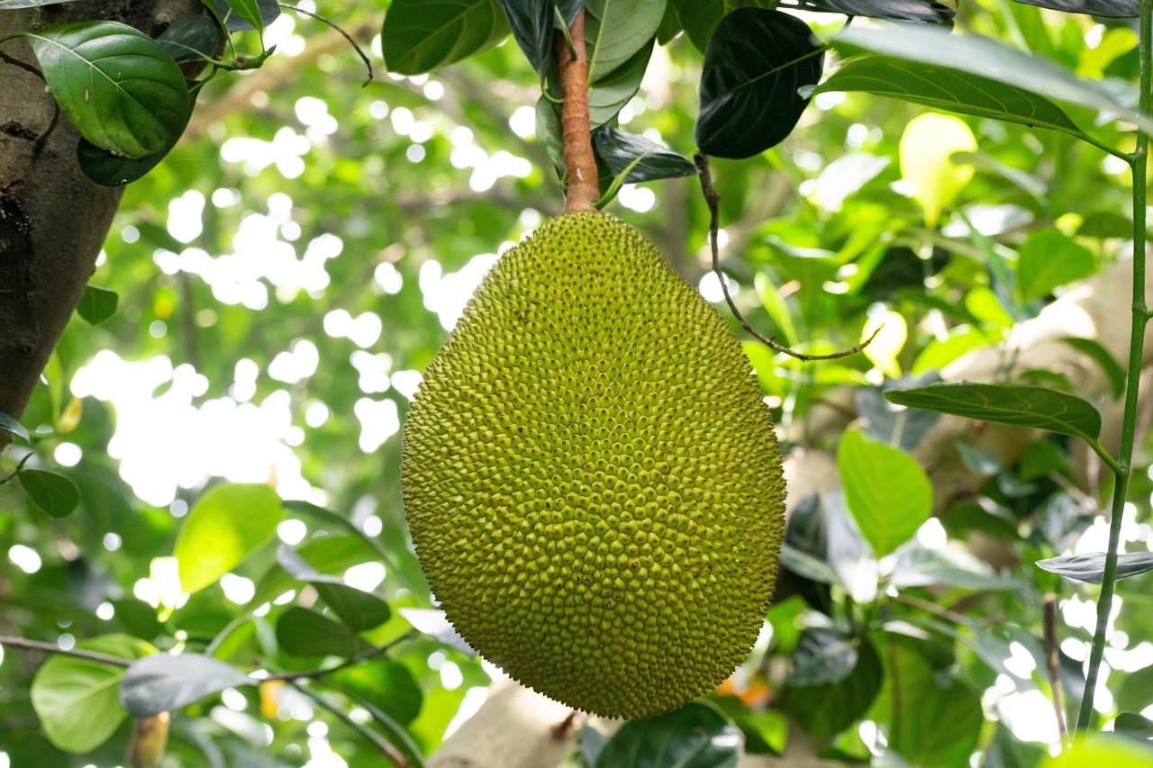Jack Fruit Tree Free Photo On Pixabay