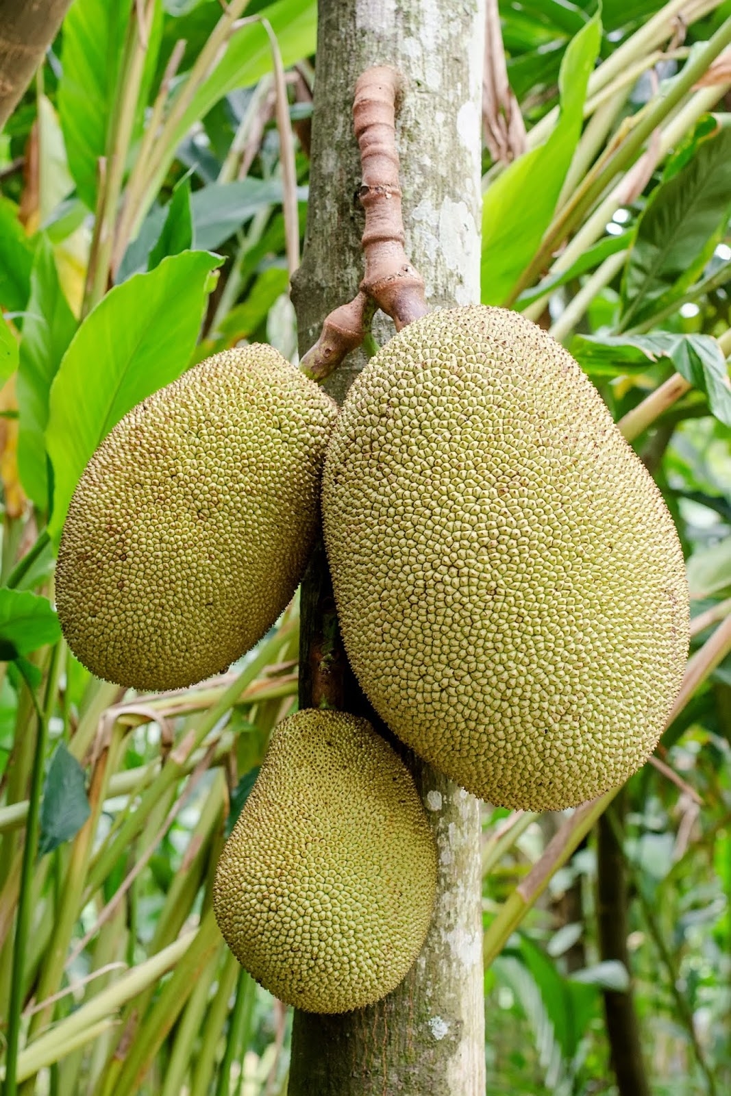 Jackfruit Big Fruit
