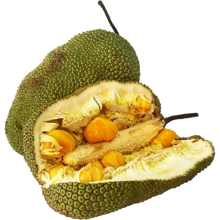 Jackfruit PNG Images Transparent HD Photo Clipart