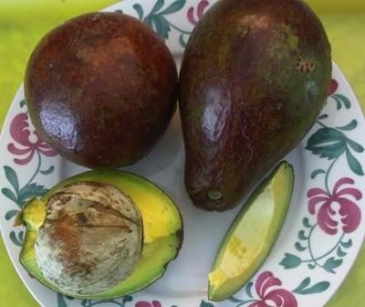 jamaican fruits pictures