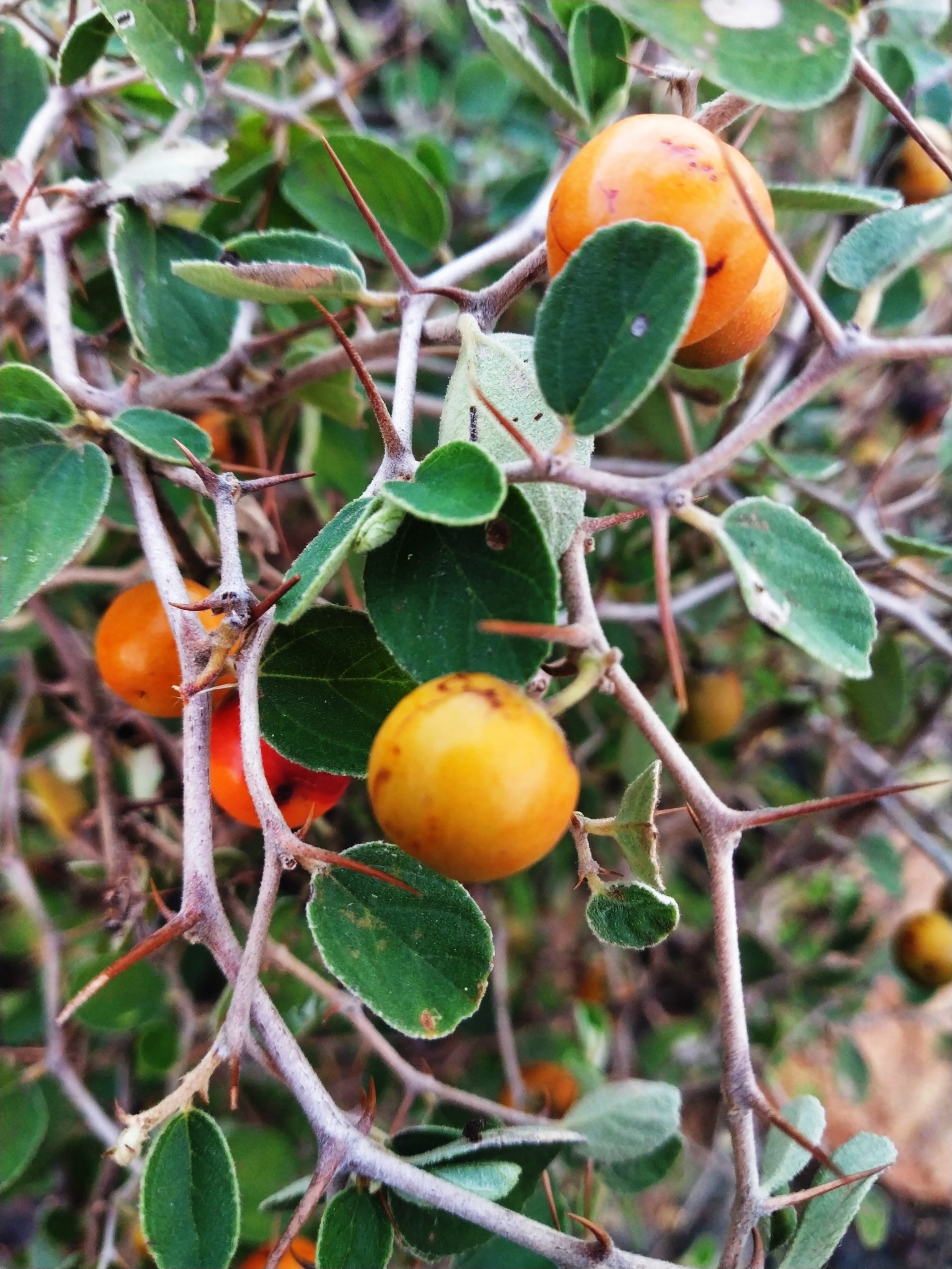 Jujube Fruit Plant PixaHive