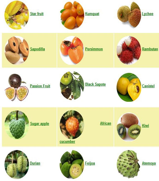 list of exotic fruits with pictures