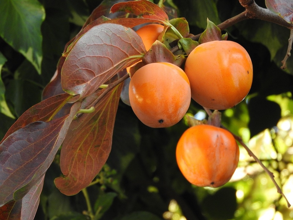 Kaki Tree Fruit Free Photo On Pixabay Pixabay