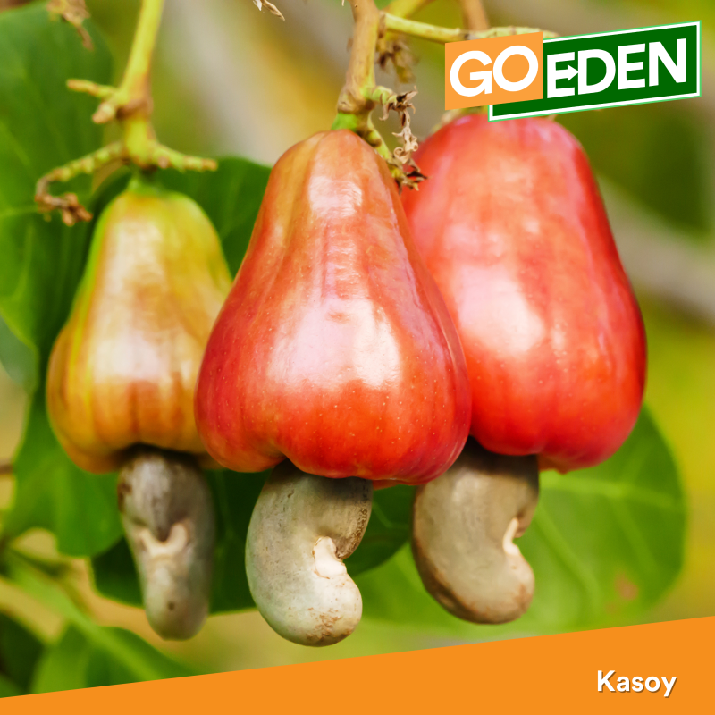 kasoy fruit picture